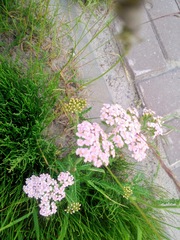 Achillea asiatica
