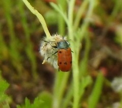 Lachnaia puncticollis