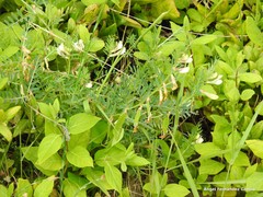Vicia lutea