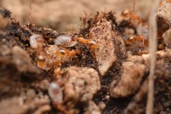 Temnothorax lichtensteini