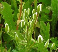 Ornithogalum baeticum