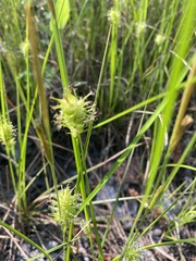 Carex bullata