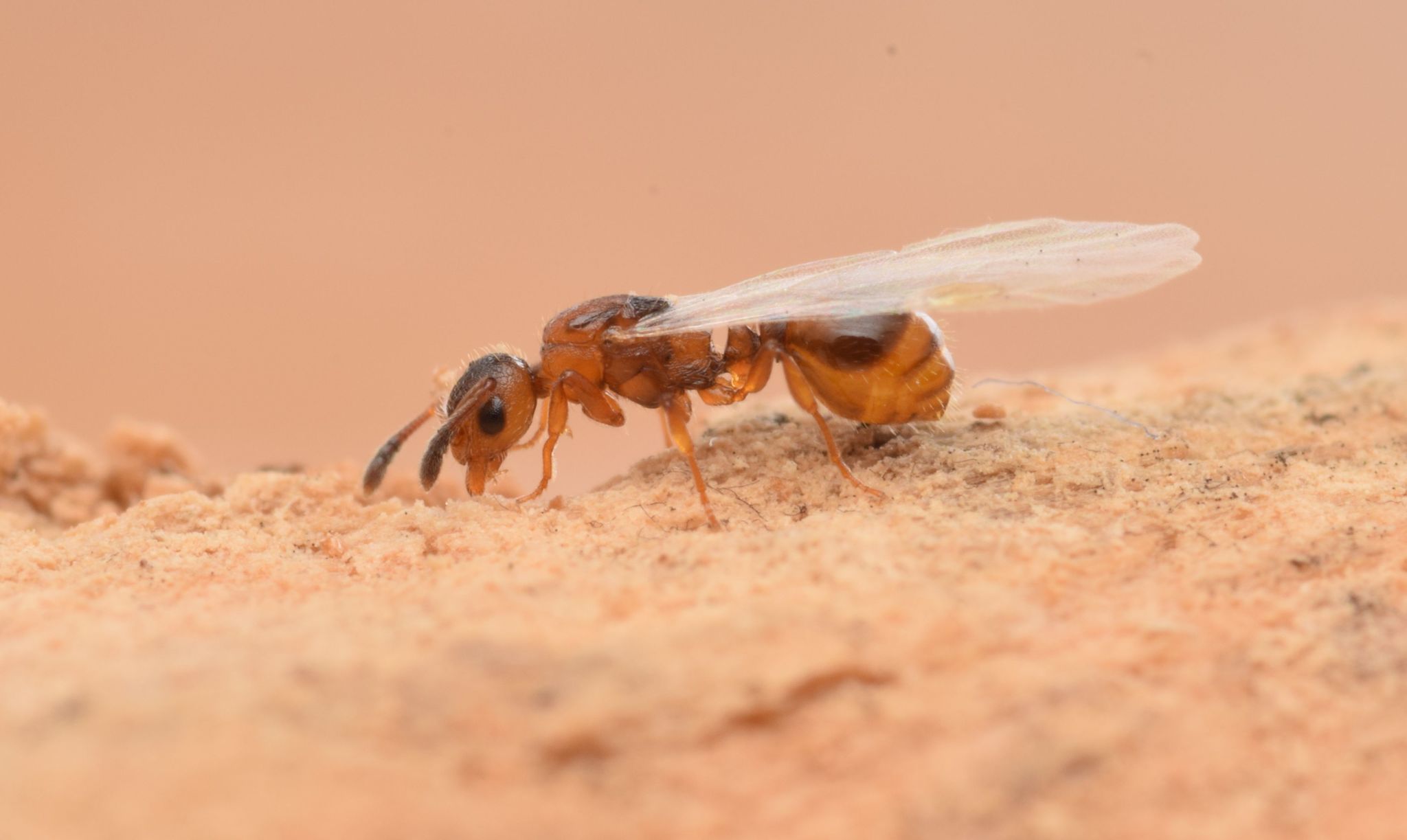Temnothorax ravouxi