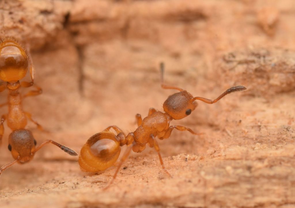 Ravoux's Slavemaker Ant