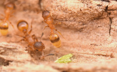 Temnothorax ravouxi