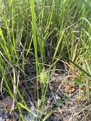 Carex bullata
