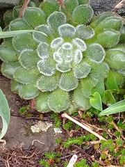 Echeveria setosa setosa