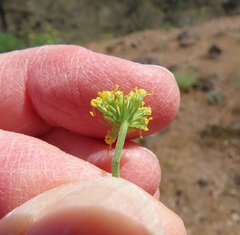 Lomatium triternatum brevifolium