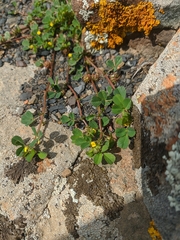 Medicago praecox
