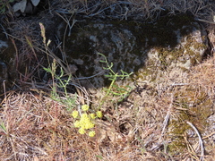 Lomatium triternatum brevifolium