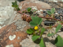 Medicago praecox