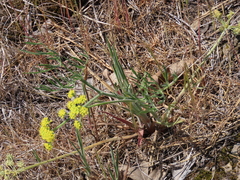 Lomatium triternatum brevifolium