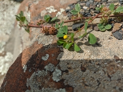 Medicago praecox
