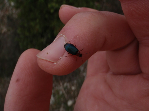 Lebia rufipes