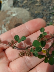 Medicago praecox
