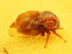 Xantholobus muticus