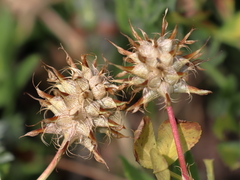 Trifolium spumosum