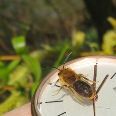 Andrena haemorrhoa