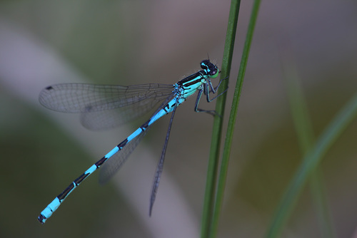 Ietinė Strėliukė nuotrauka