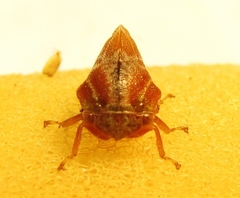 Xantholobus muticus