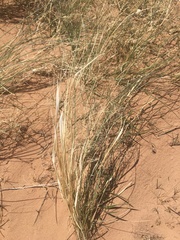 Hesperostipa comata