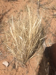 Hesperostipa comata