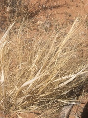 Hesperostipa comata