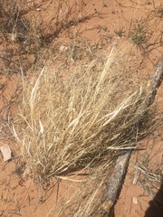 Hesperostipa comata