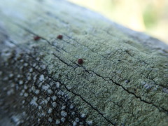 Ophioparma rubricosa