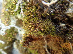 Amphidium lapponicum