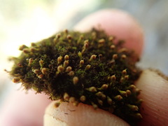 Amphidium lapponicum