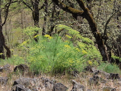 Lomatium klickitatense