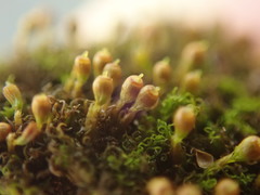 Amphidium lapponicum