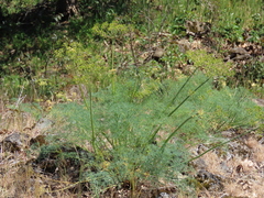 Lomatium klickitatense