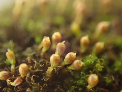 Amphidium lapponicum