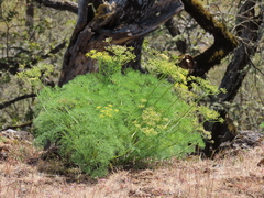 Lomatium klickitatense