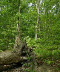 Melanerpes carolinus