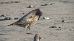 Leucophaeus modestus