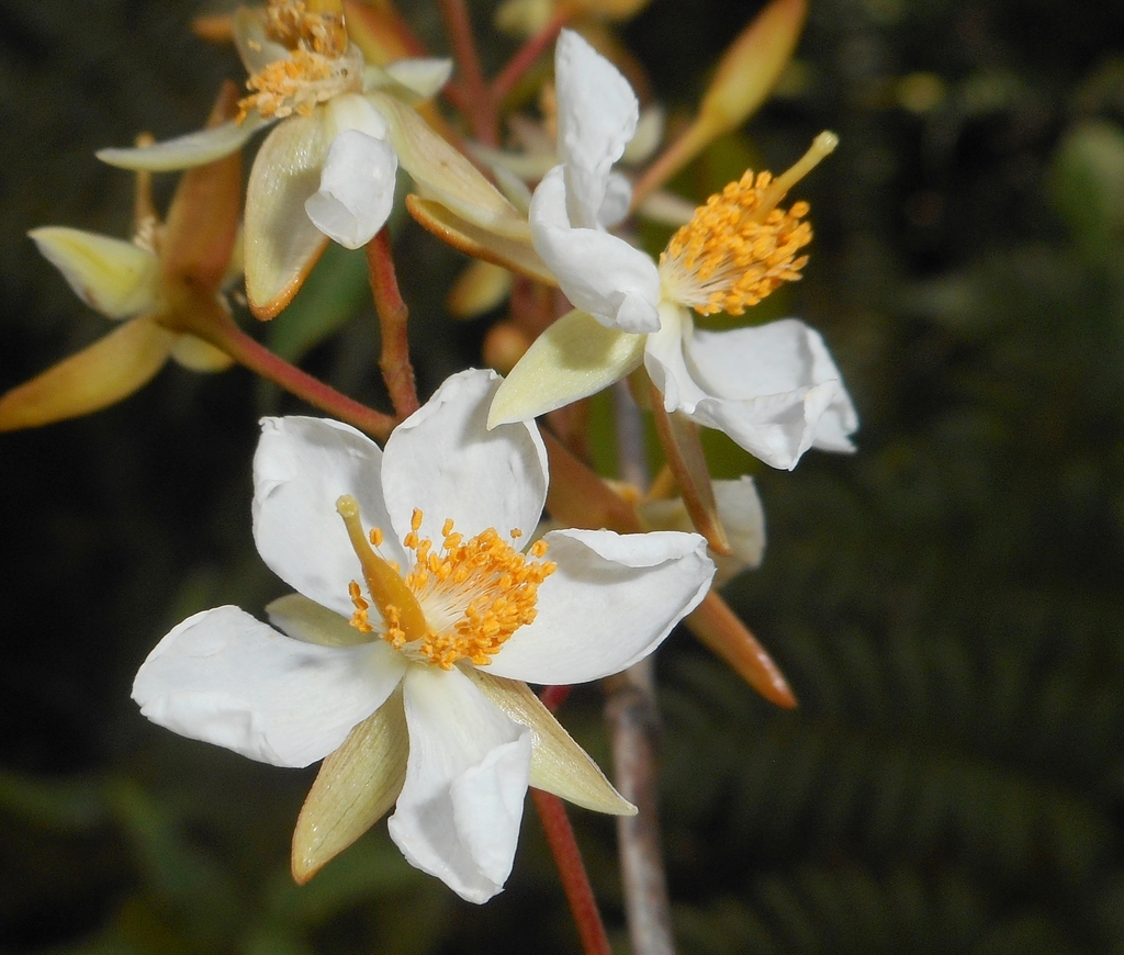 Marila dissitiflora