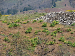 Lomatium klickitatense