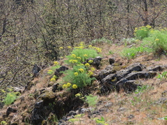Lomatium klickitatense