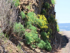 Lomatium klickitatense