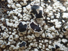 Tephromelataceae