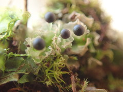 Fossombronia longiseta