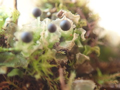 Fossombronia longiseta