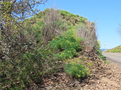 Lomatium klickitatense
