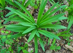 Hymenocallis occidentalis