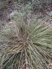 Nolina texana