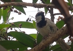 Passer domesticus