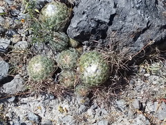 Coryphantha retusa
